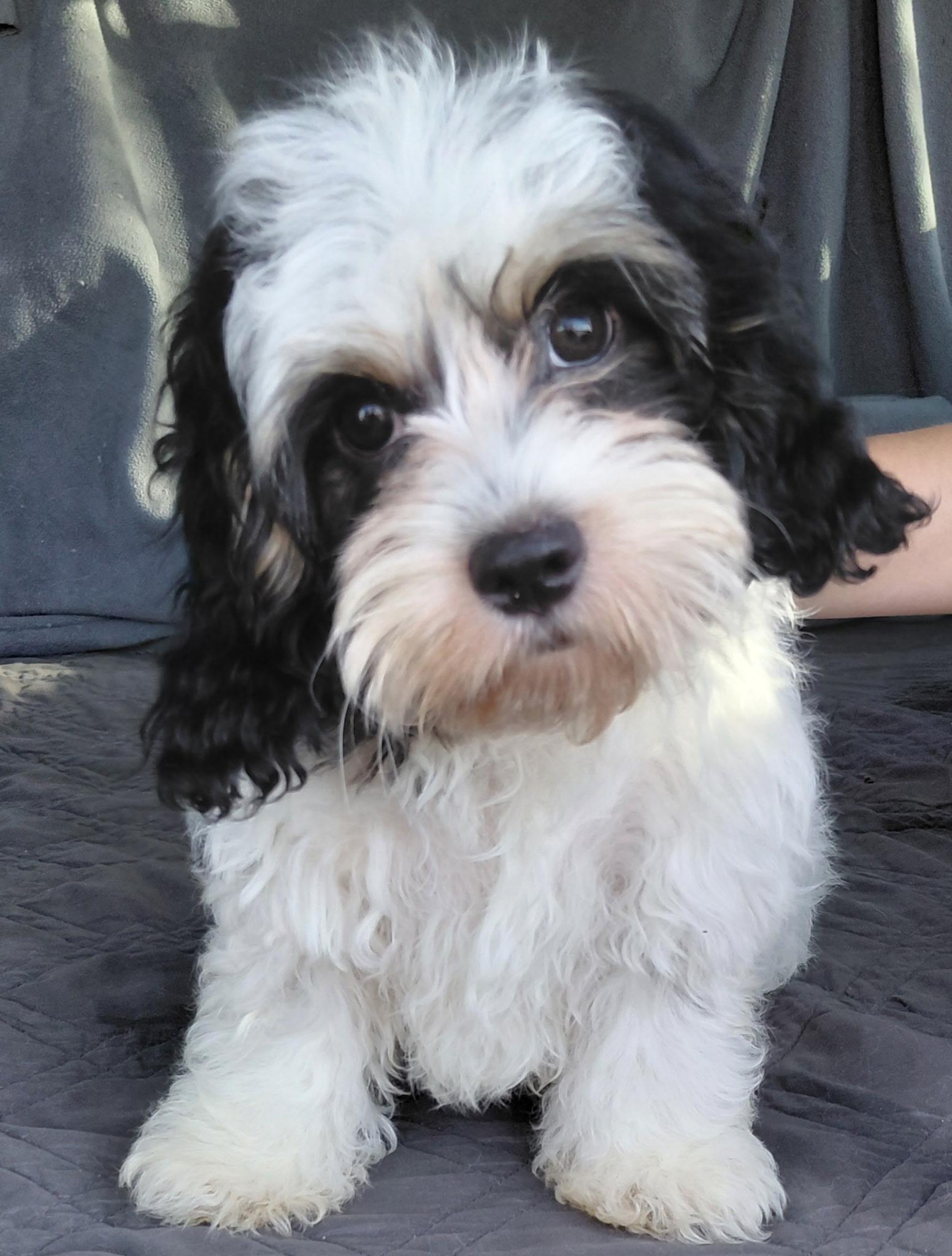 Daisy, adopted, Young Female Cavapoo.