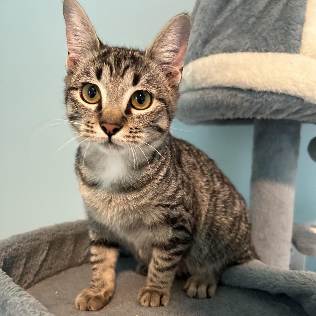 Enlarge Pocket Watch, a Adoptable Domestic Short Hair in Muncie, IN image 1/1