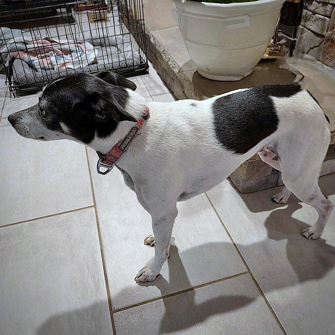 Enlarge Ellie (MI), a Adoptable Rat Terrier in Kalamazoo, MI image 2/3