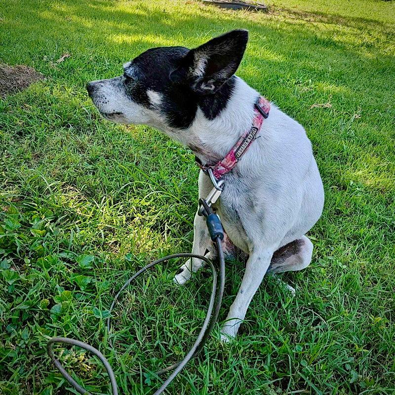 Enlarge Ellie (MI), a Adoptable Rat Terrier in Kalamazoo, MI image 3/3