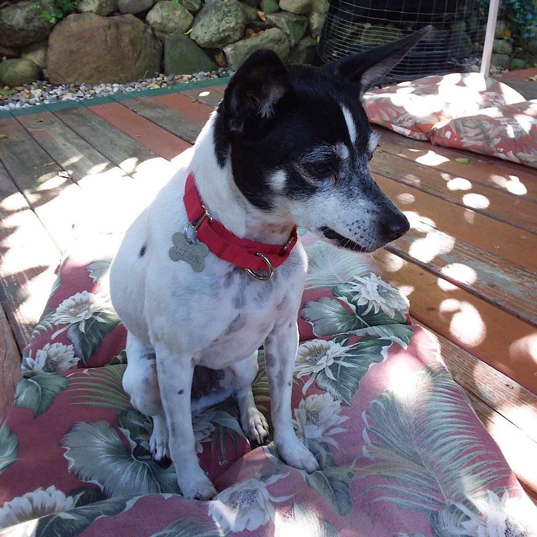 Ellie (MI), Adoptable, Adult Female Rat Terrier.