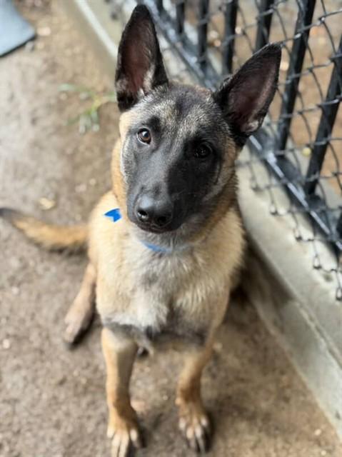 Eric, Adopted, Young Male Belgian Shepherd / Malinois.