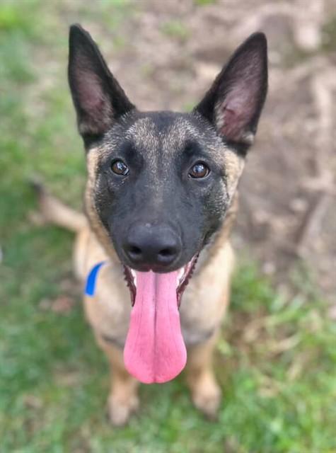 Enlarge Eric, a Adopted Belgian Shepherd / Malinois in Duxbury, MA image 2/2