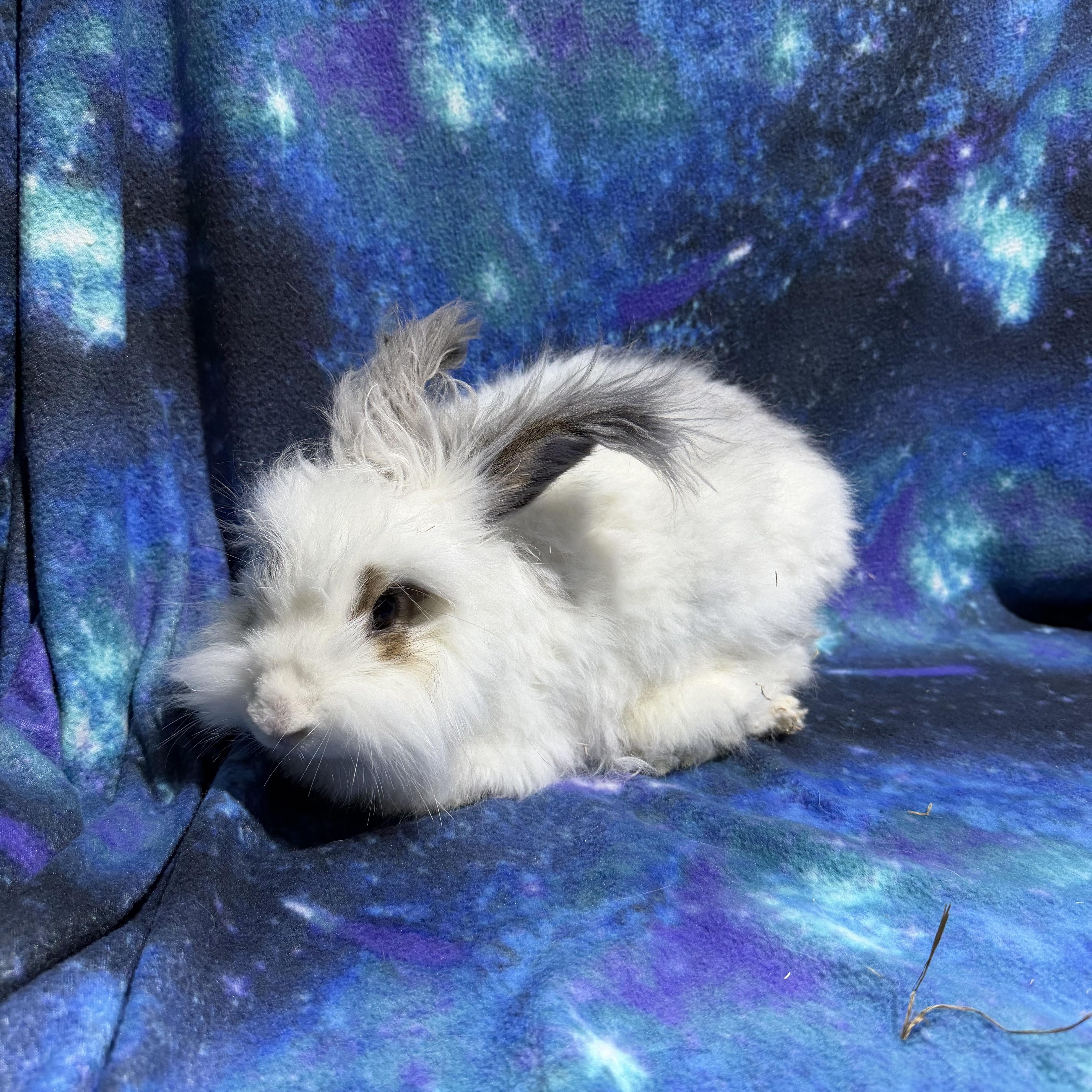 Ariel, ADOPTABLE, Adult Female Angora Rabbit.