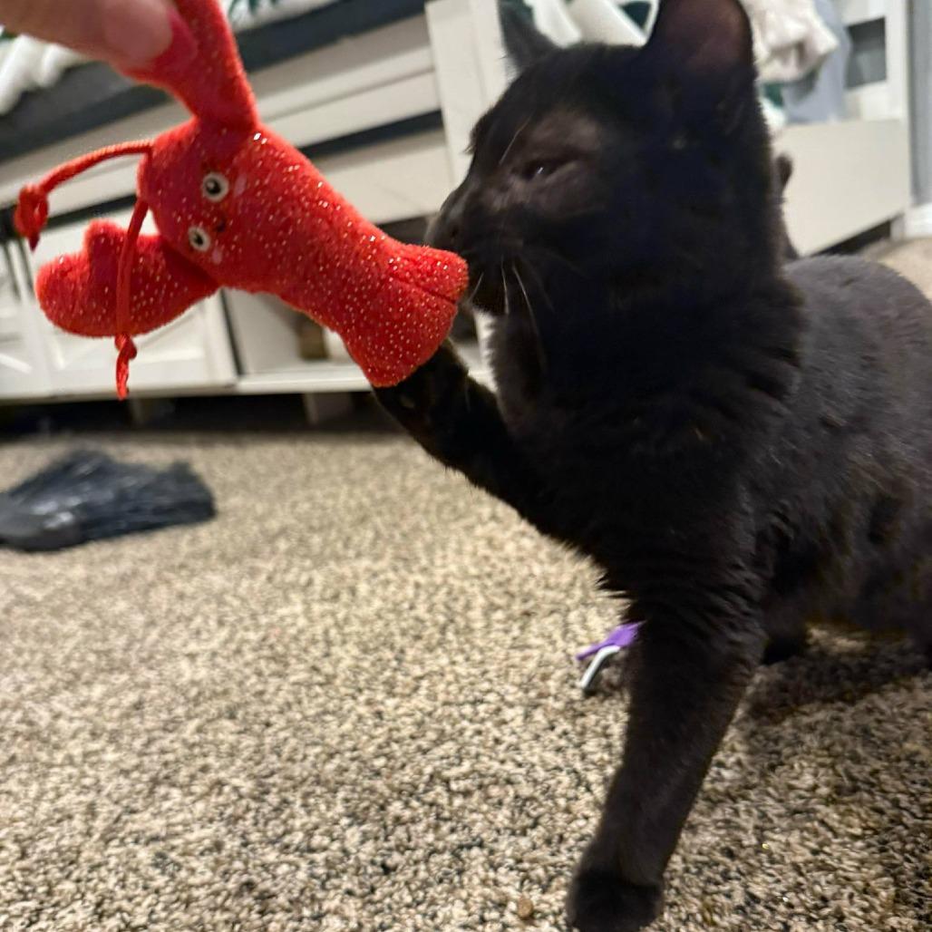 Enlarge Mr. Onyx Benson, a Adoptable Domestic Short Hair in Eagle Mountain, UT image 1/1