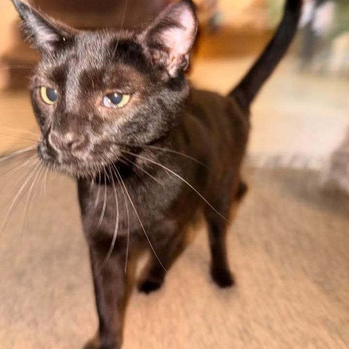 Mr. Onyx Benson — thumbnail 2