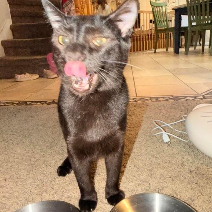 Mr. Onyx Benson, a Adoptable Domestic Short Hair in Eagle Mountain, UT image 3/4