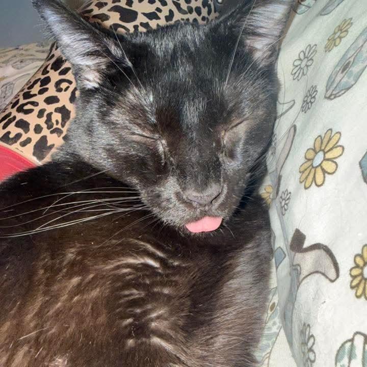 Mr. Onyx Benson — thumbnail 4