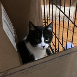 Drew (Bonded with Dez), a Adoptable Domestic Short Hair in Albany, NY image 1/6