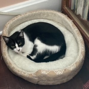 Drew (Bonded with Dez), a Adoptable Domestic Short Hair in Albany, NY image 2/6