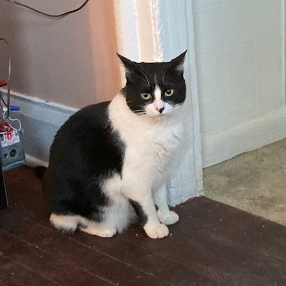 Drew (Bonded with Dez), a Adoptable Domestic Short Hair in Albany, NY image 3/6