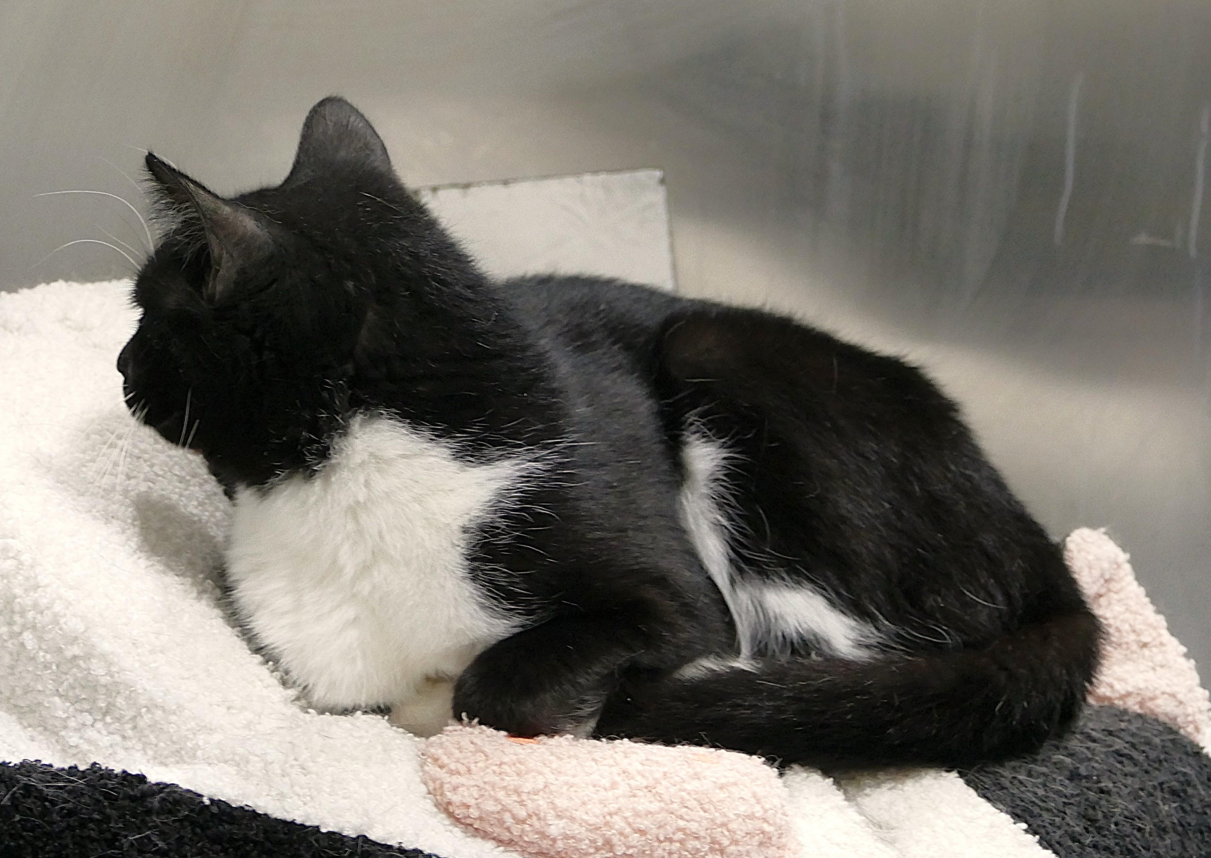 Enlarge MISSY, a ADOPTABLE mixed breed in Beechbottom, WV image 2/3