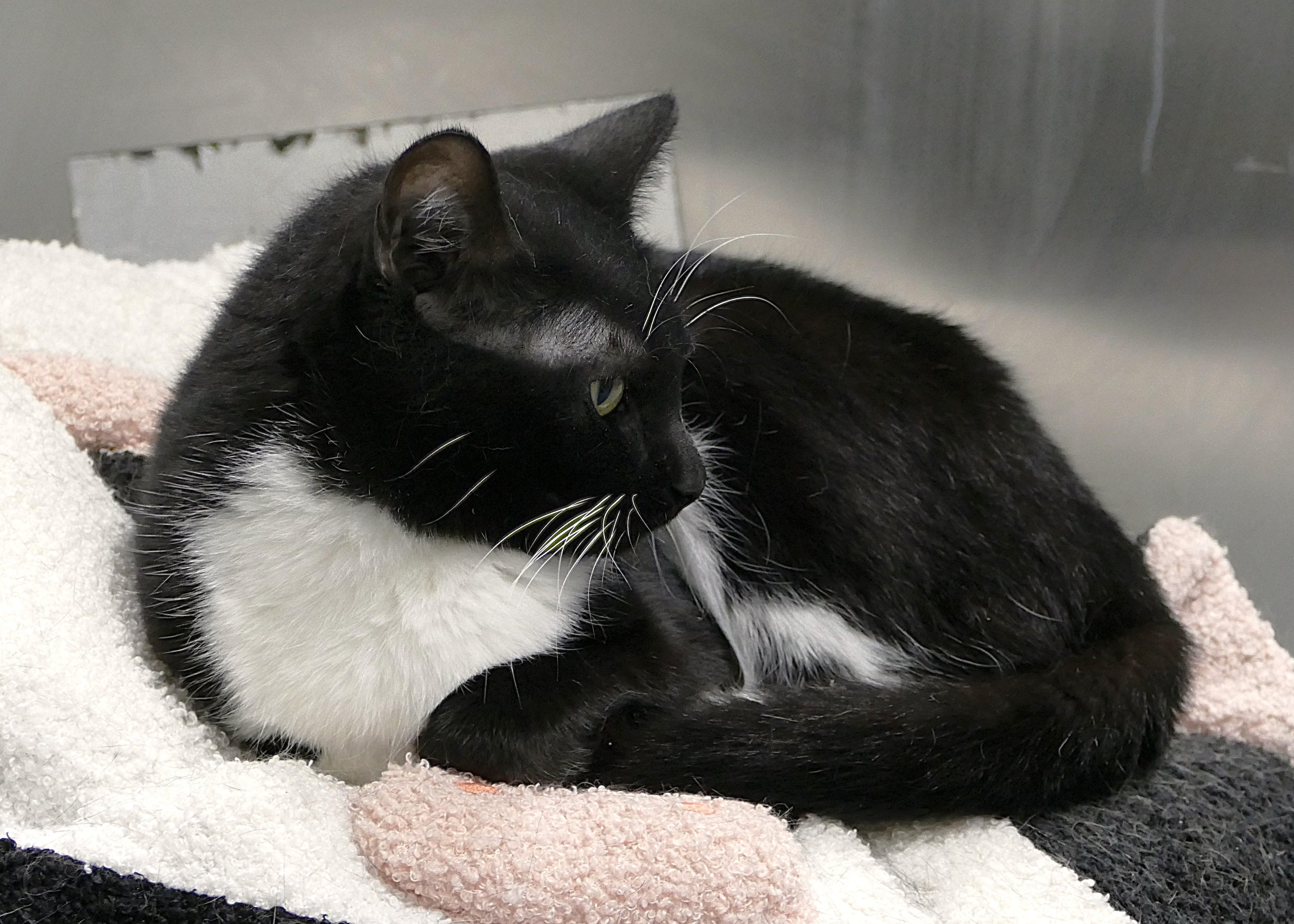 Enlarge MISSY, a ADOPTABLE mixed breed in Beechbottom, WV image 3/3