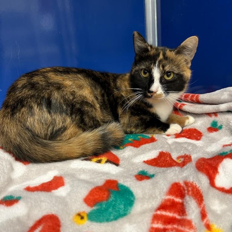 Enlarge Spirit Air (ID 49431/4079), an adopted Domestic Short Hair in Manassas, VA image 1/1