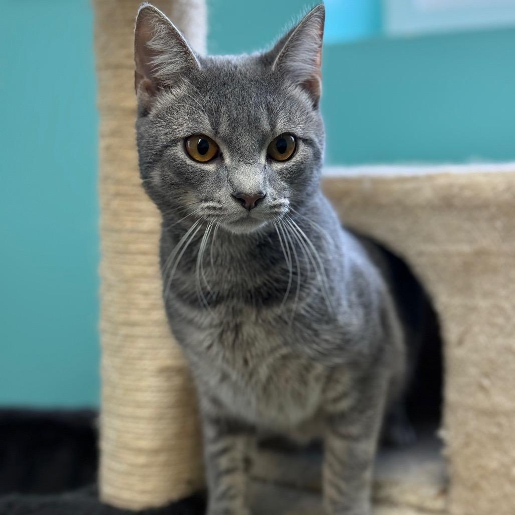 Enlarge Milo, a ADOPTABLE Domestic Short Hair in Circleville, OH image 1/1