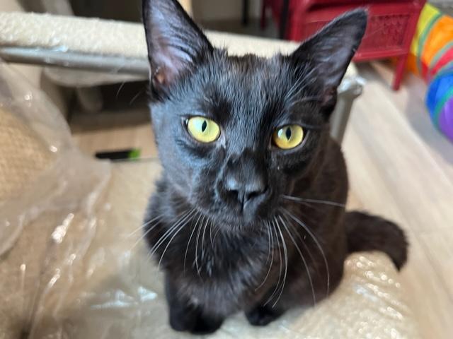 Blaze has the Best Video!, Adoptable, Kitten Male Domestic Short Hair.