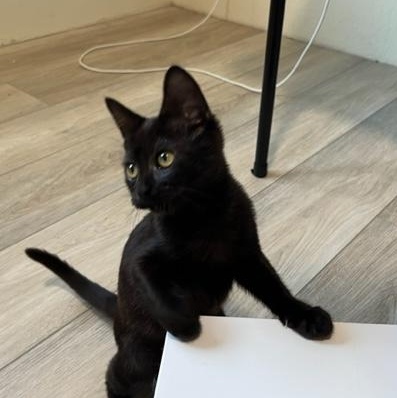 Blaze a Super Star, a Adoptable Domestic Short Hair in Eagle Point, OR image 1/6