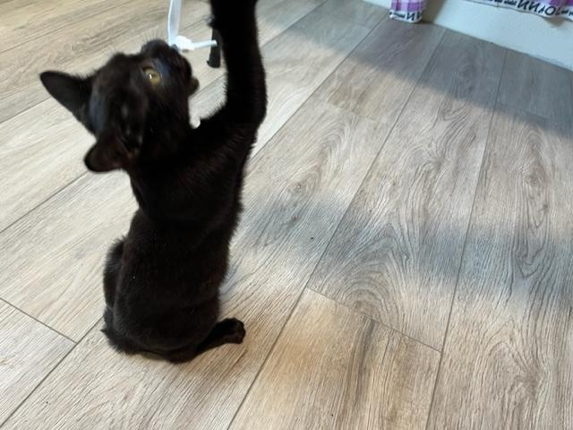 Blaze a Super Star, a Adoptable Domestic Short Hair in Eagle Point, OR image 2/6