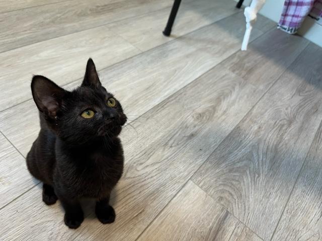 Blaze a Super Star, a Adoptable Domestic Short Hair in Eagle Point, OR image 3/6