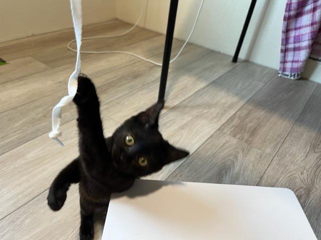 Blaze a Super Star, a Adoptable Domestic Short Hair in Eagle Point, OR image 4/6