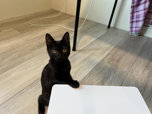 Blaze a Super Star, a Adoptable Domestic Short Hair in Eagle Point, OR image 5/6