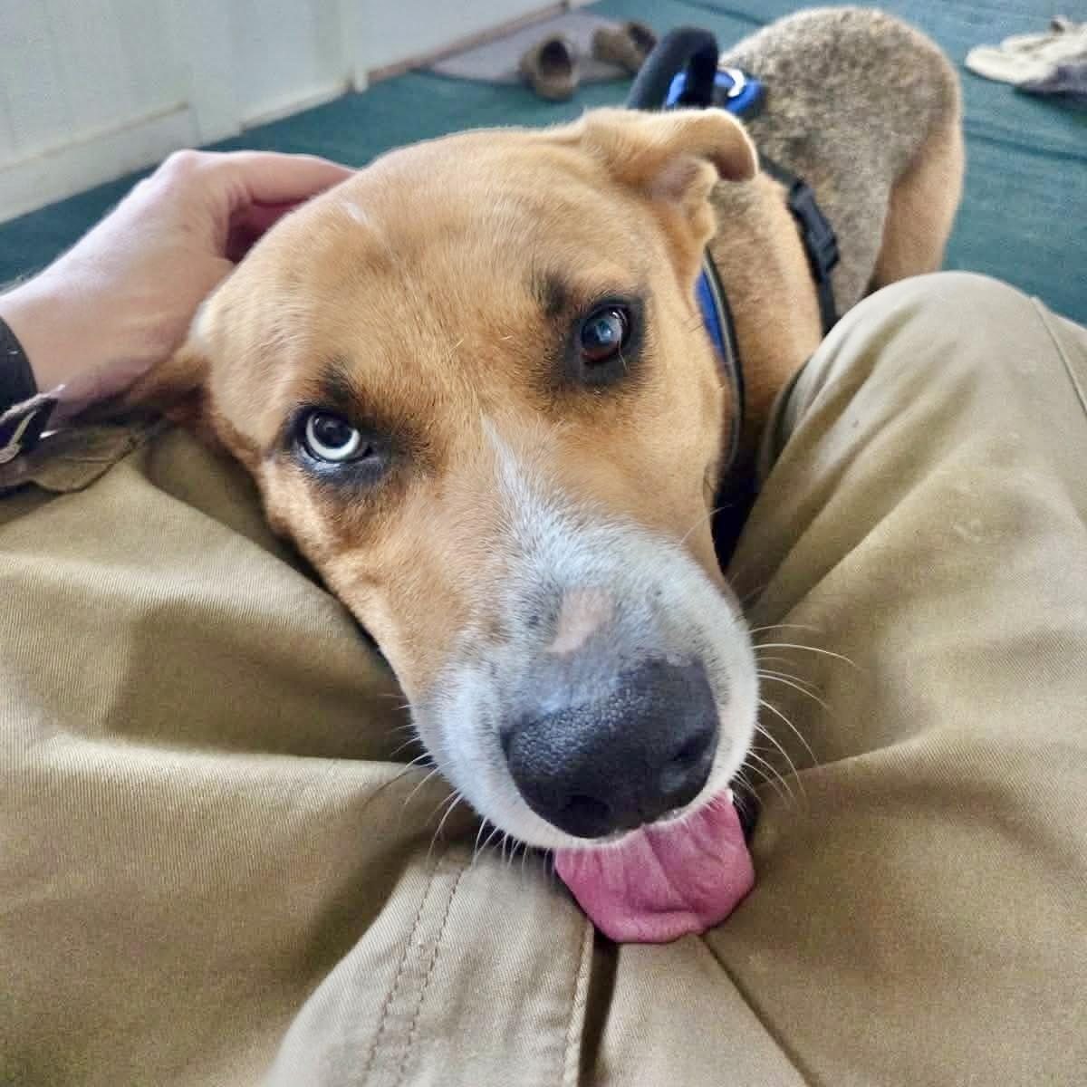 Enlarge Topo, a Adoptable mixed breed in Hartford, CT image 4/6