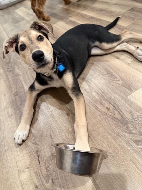 Mystique, an adoptable Mixed Breed in Saskatoon, SK, S7H 0W2 | Photo Image 1