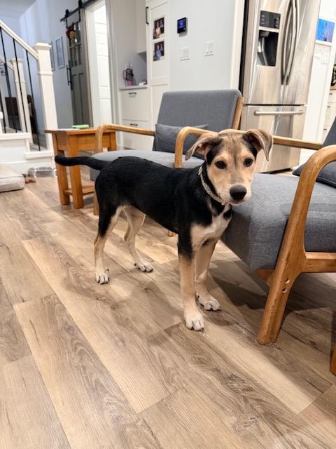 Mystique, an adoptable Mixed Breed in Saskatoon, SK, S7H 0W2 | Photo Image 6