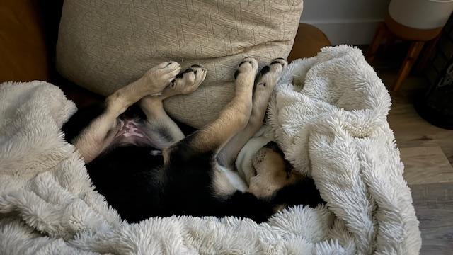 Mystique, an adoptable Mixed Breed in Saskatoon, SK, S7H 0W2 | Photo Image 2