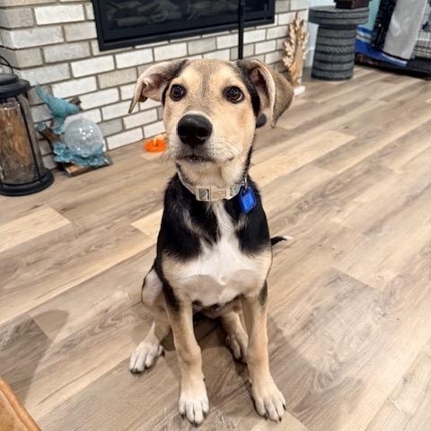 Mystique, an adoptable Mixed Breed in Saskatoon, SK, S7H 0W2 | Photo Image 5