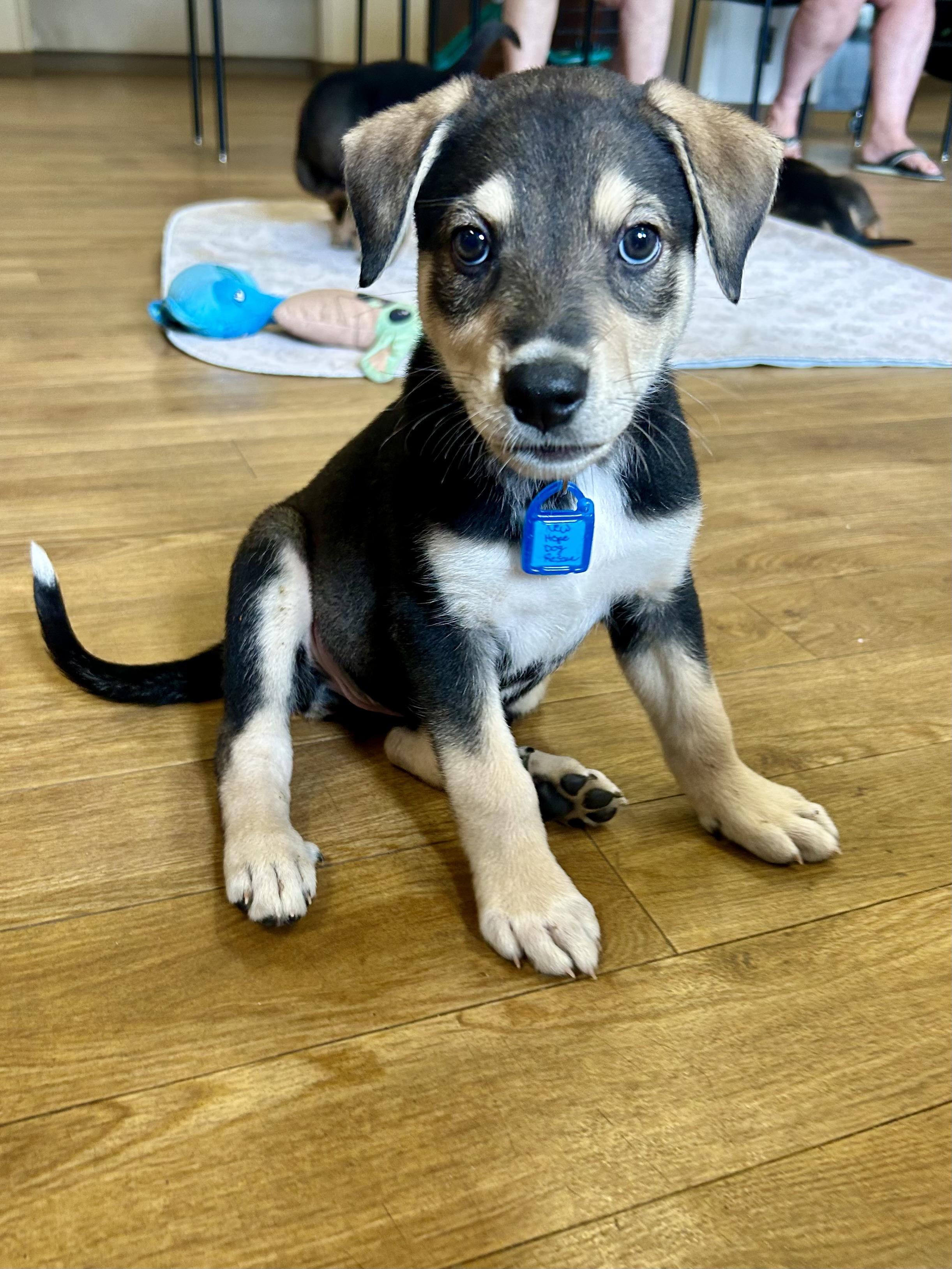 Where Can I Adopt a Dog near Me: Top Local Shelters Revealed