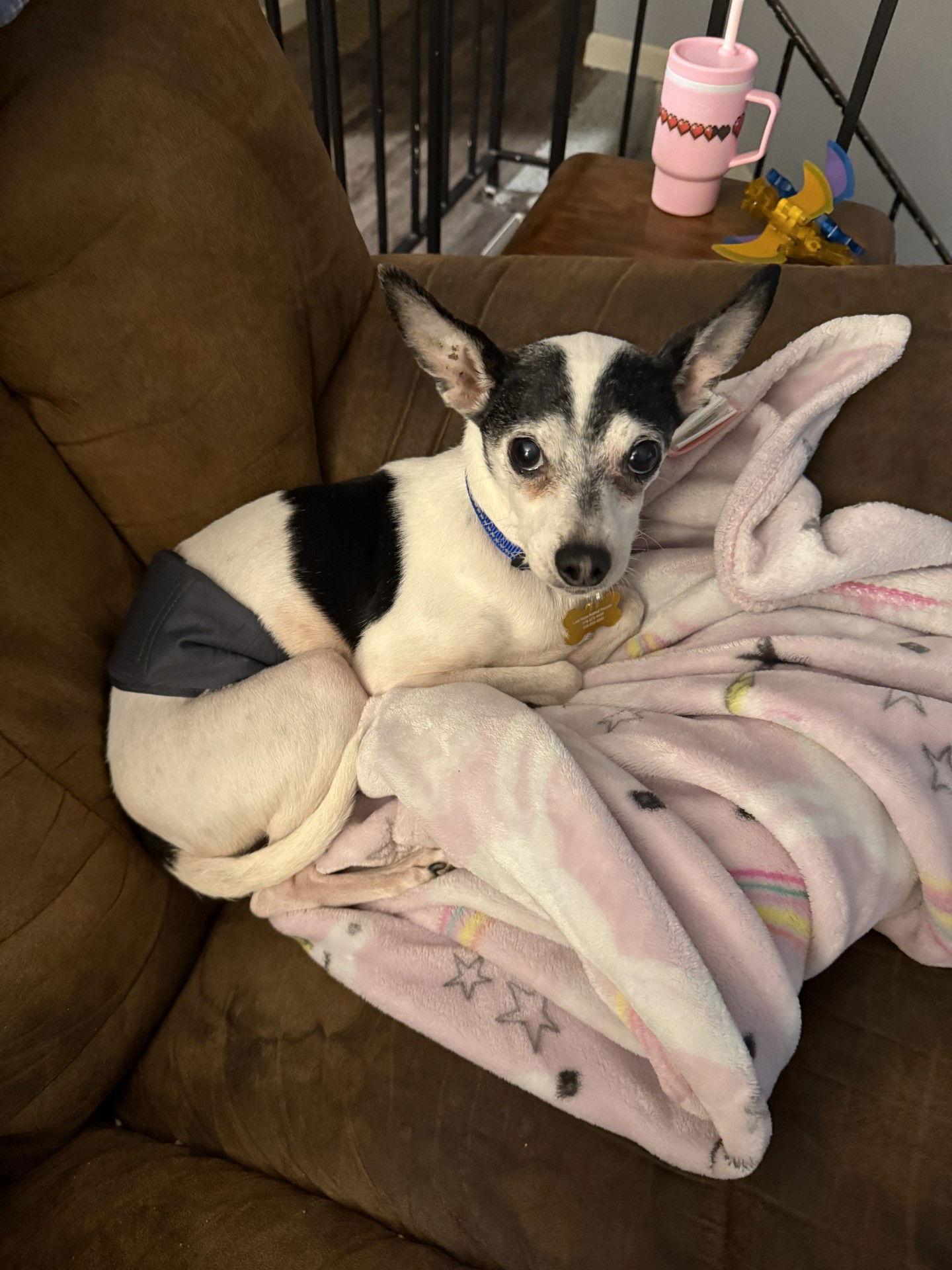 Zorro, Adopted, Adult Male Rat Terrier.