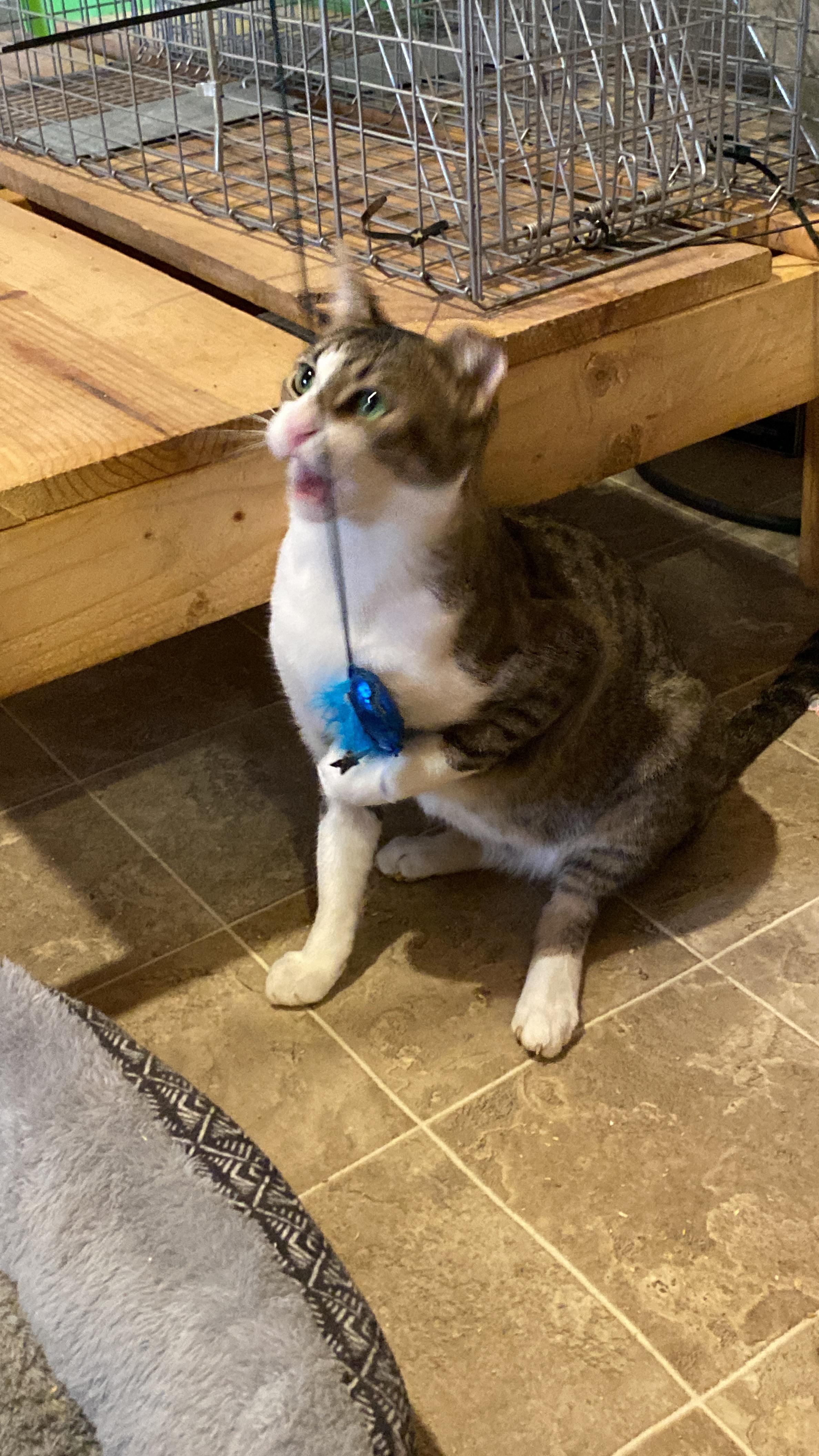 FRIENDLY BOY, a Adoptable mixed breed in Homewood, AL image 2/4