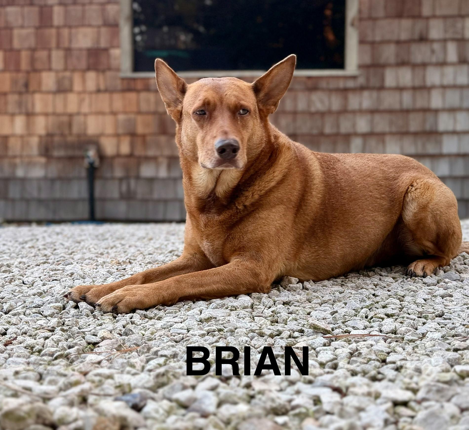 Enlarge Brian, a Adoptable Shepherd in Livingston, TX image 1/2