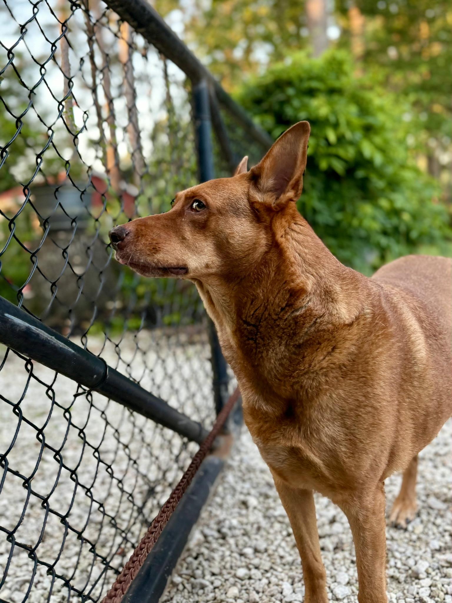 Enlarge Brian, a Adoptable Shepherd in Livingston, TX image 2/2