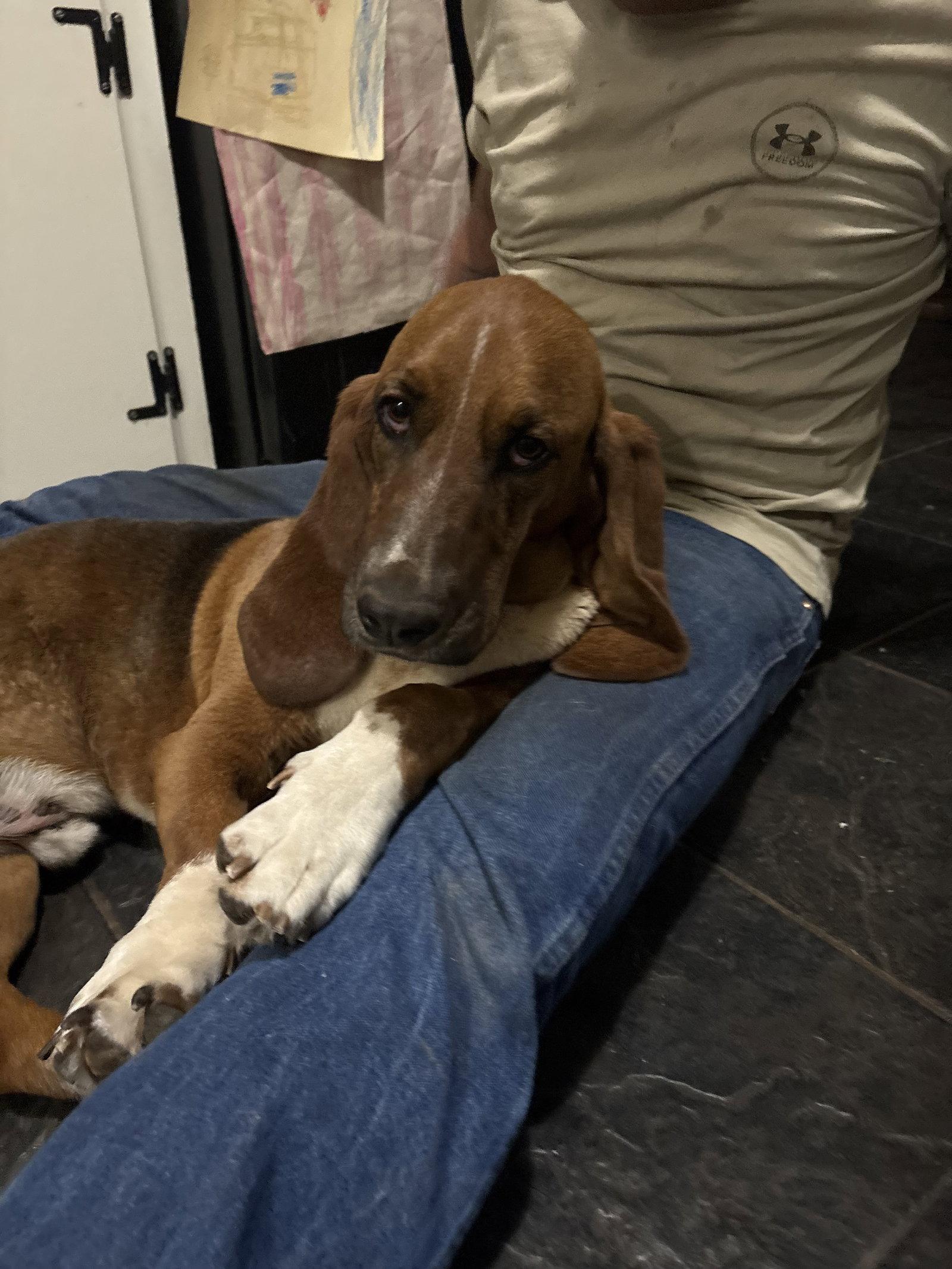 Enlarge Elmer, a Adopted Basset Hound in Grapevine, TX image 1/1