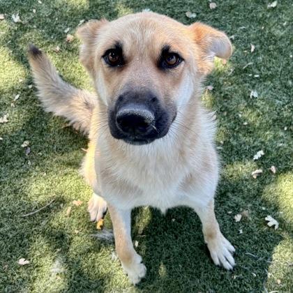 Enlarge Melanie, a ADOPTABLE mixed breed in Red Bluff, CA image 1/3