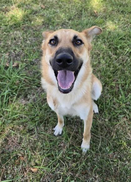 Enlarge Melanie, a ADOPTABLE mixed breed in Red Bluff, CA image 3/3