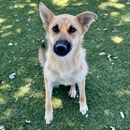 Enlarge Melanie, a ADOPTABLE mixed breed in Red Bluff, CA image 2/3