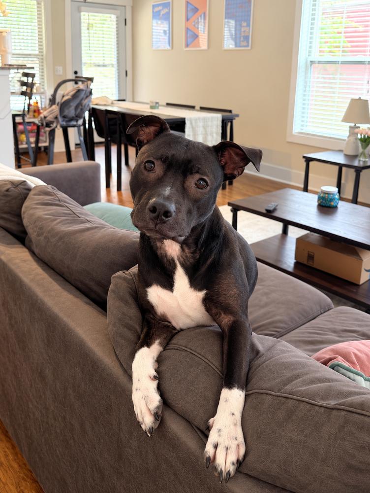 Daisy, Adoptable, Adult Female Mixed Breed.