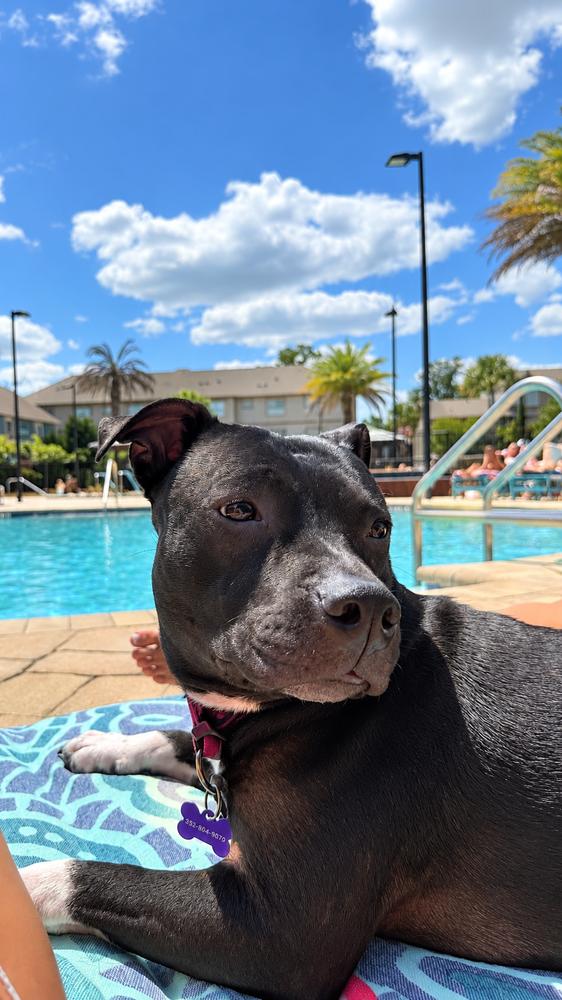 Enlarge Daisy, a Adoptable Mixed Breed in Saint Augustine, FL image 2/6