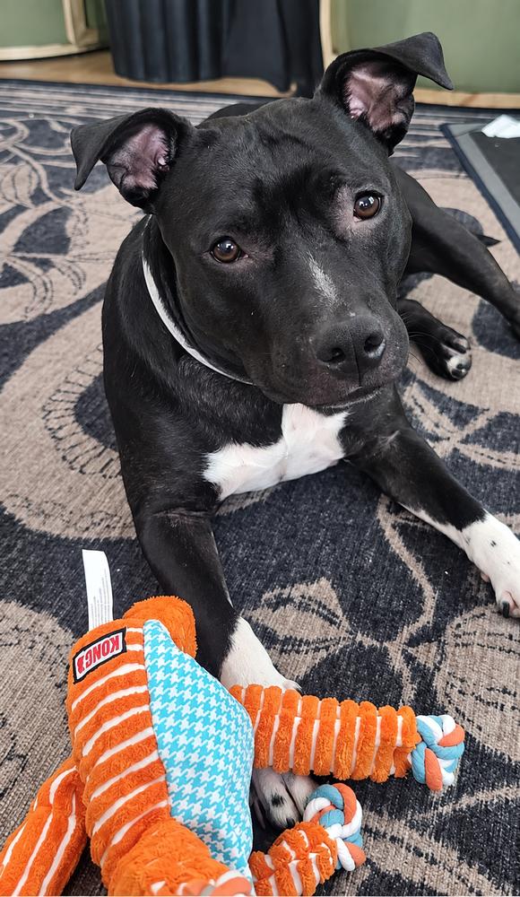 Enlarge Daisy, a Adoptable Mixed Breed in Saint Augustine, FL image 3/6