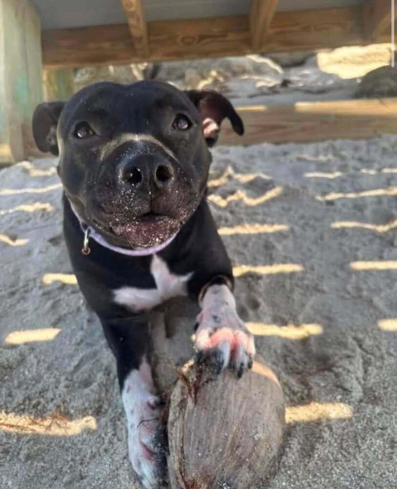 Enlarge Daisy, a Adoptable Mixed Breed in Saint Augustine, FL image 4/6