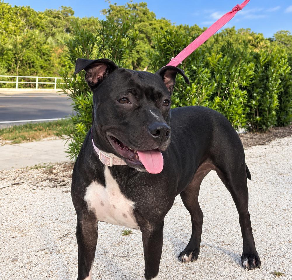 Enlarge Daisy, a Adoptable Mixed Breed in Saint Augustine, FL image 5/6