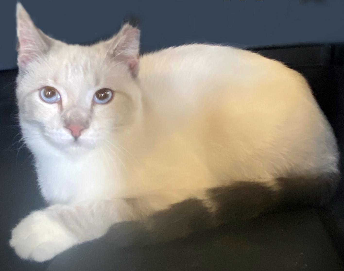 Blue King, adopted, Young Male Siamese.