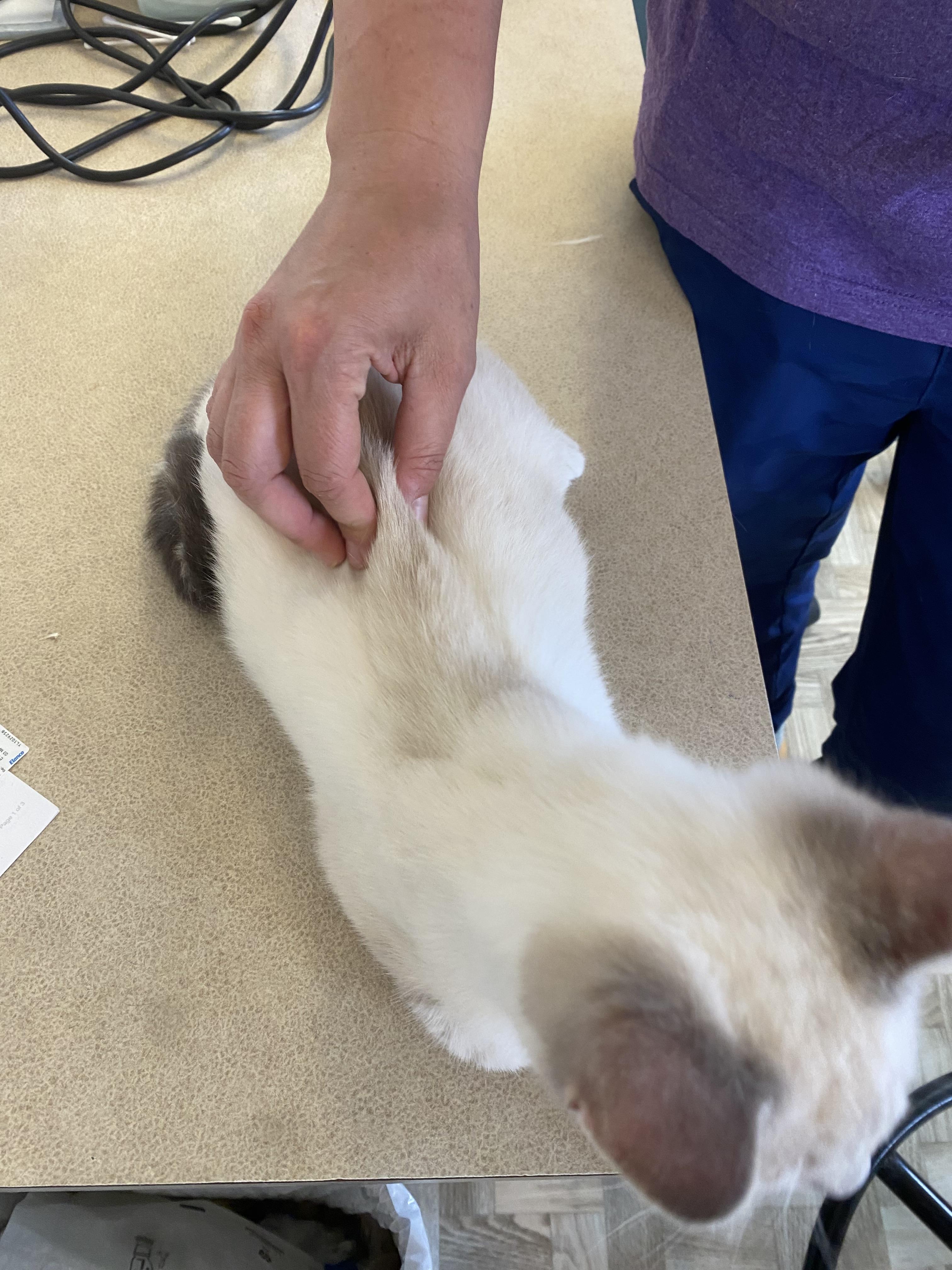 Blue King, an adopted mixed breed in Mansfield, OH image 2/2