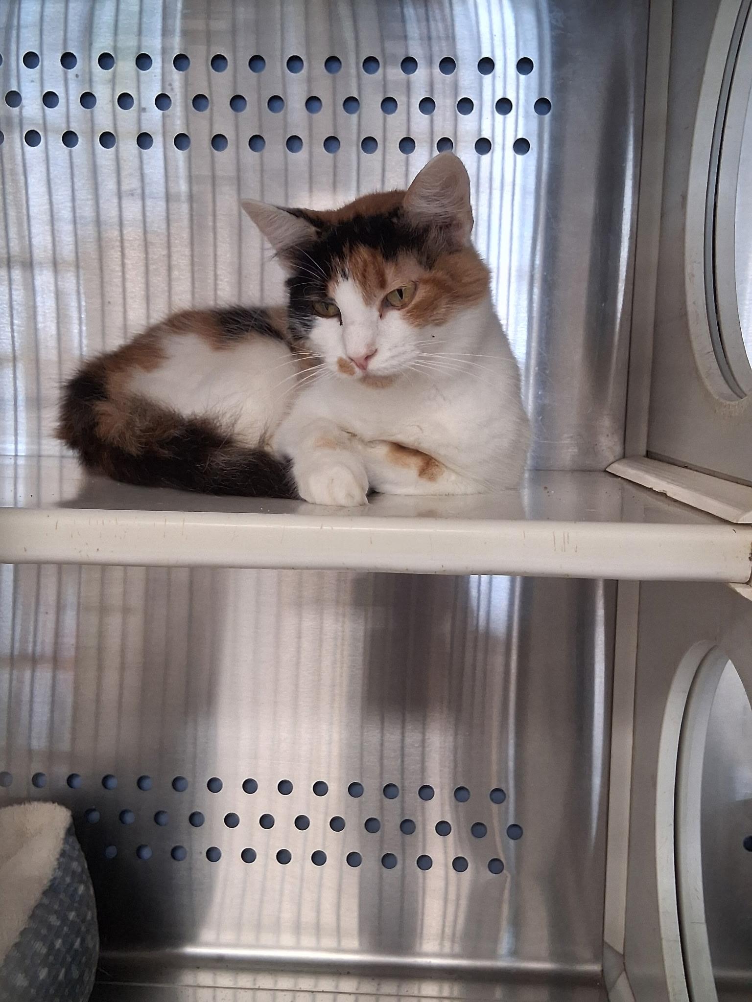 Enlarge Hailey, a Adoptable Domestic Medium Hair in Mount Pleasant, TX image 1/2