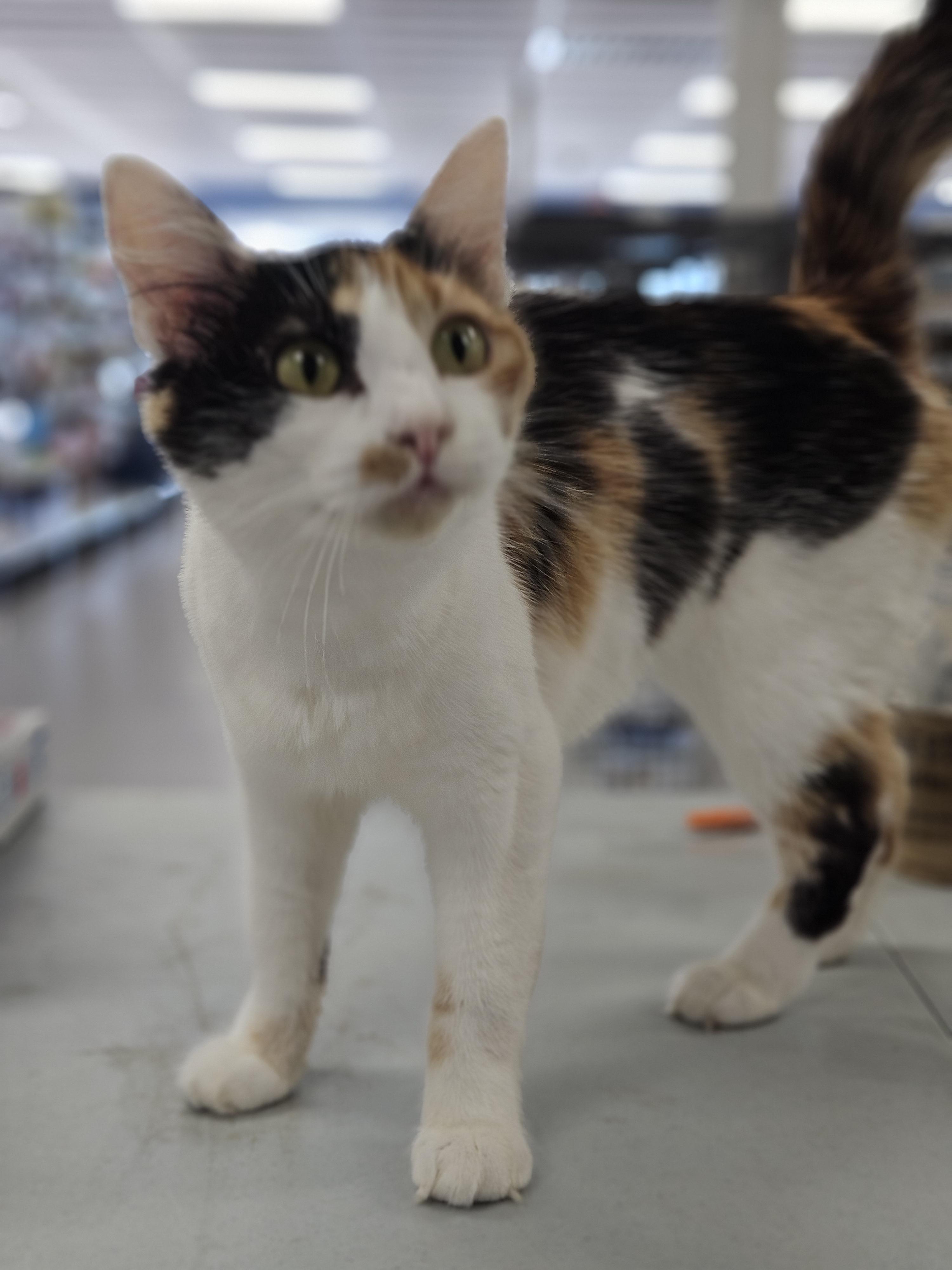 Enlarge Hailey, a Adoptable Domestic Medium Hair in Mount Pleasant, TX image 2/2