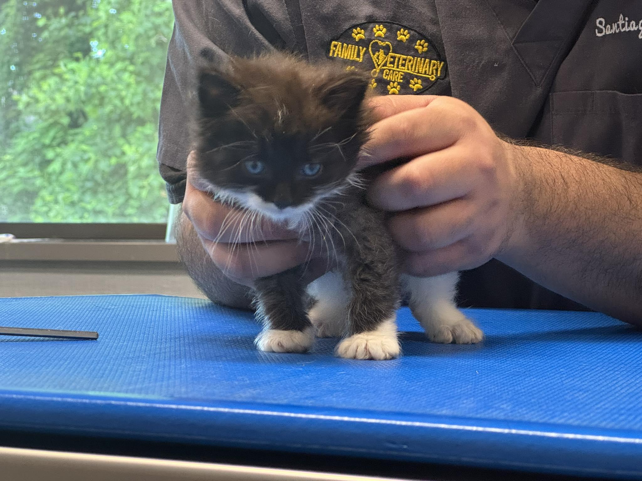 Kitten, adopted, Kitten Female Ragdoll.