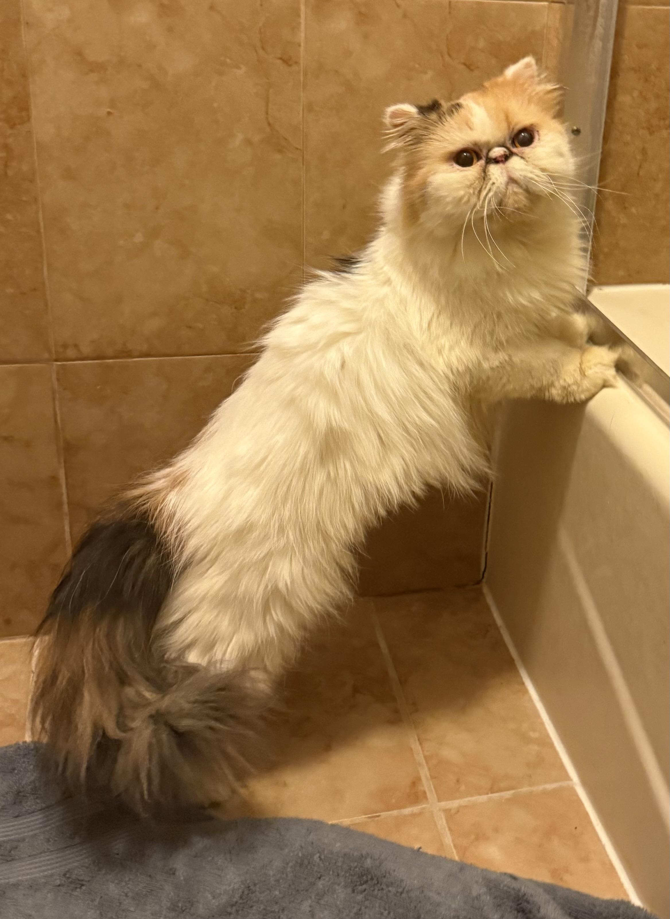 Enlarge Sweet loving Shayla - Persian, a Adoptable mixed breed in Woodbridge, VA image 4/6